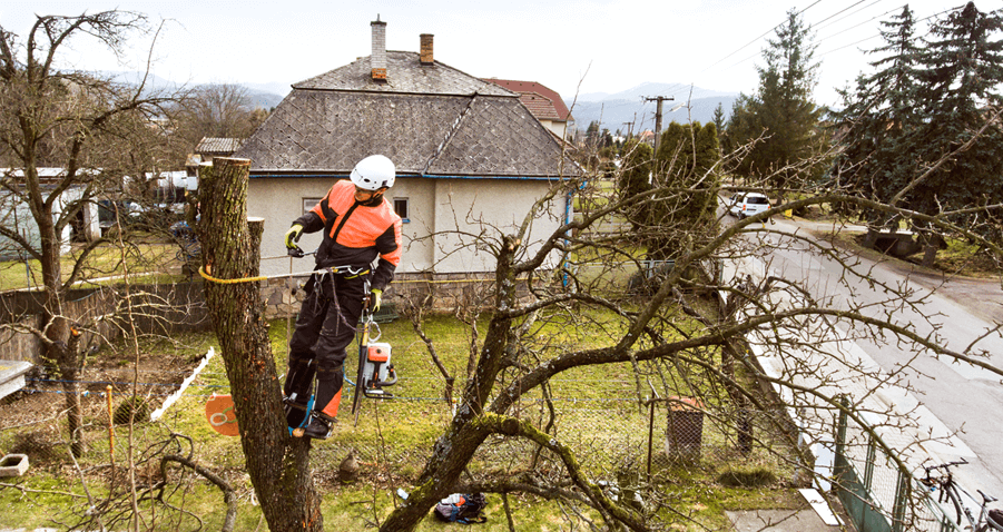 Shropshire Tree Surgeon
