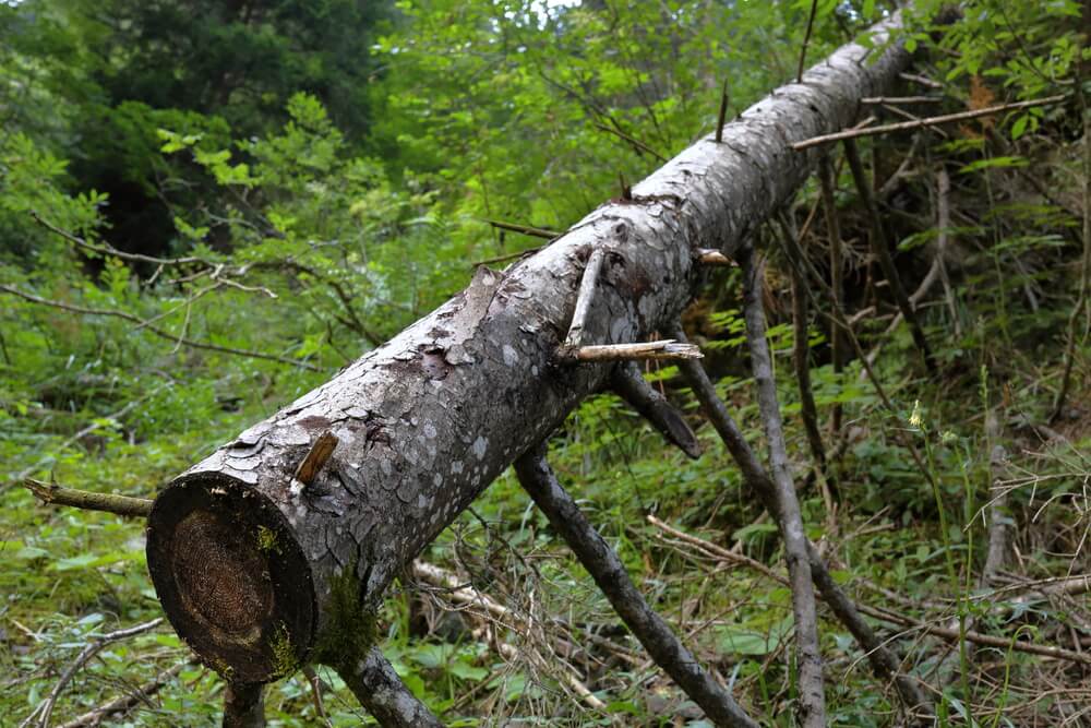 Professional Deadwood Removal Services in Shropshire