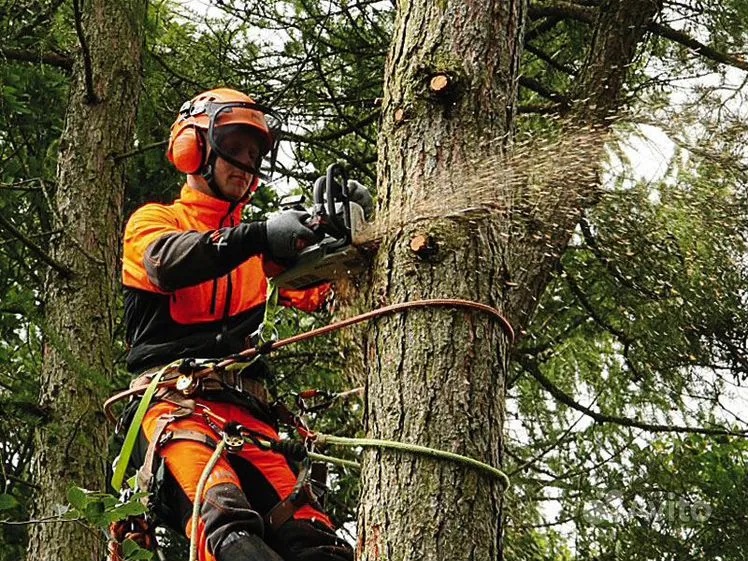 The Ultimate Guide to Professional Tree Surgery Services