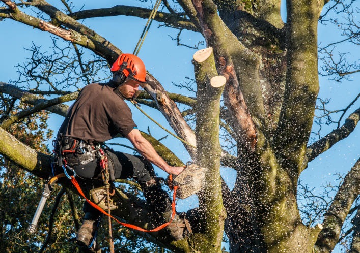 Understanding the Importance of Regular Tree Surgery