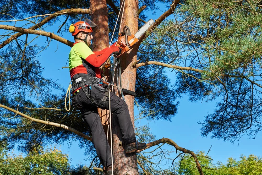 When is the Best Time for Tree Surgery in the UK?