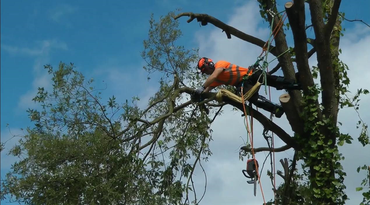 How Much Does Tree Surgery Cost in UK?