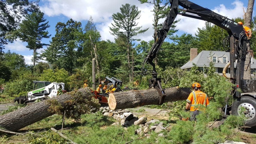 Signs Your Trees Need Professional Surgery in Shropshire